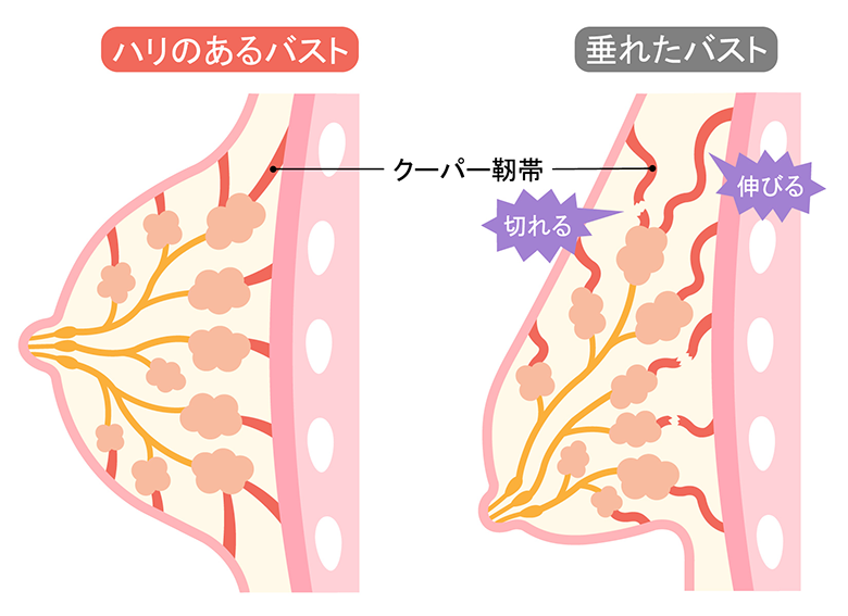 クーパー靭帯イメージ